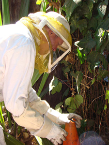 bee removal